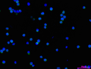 CXCR5 Antibody
