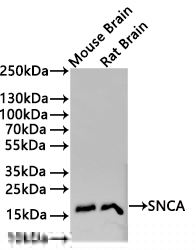 SNCB/SNCA Antibody