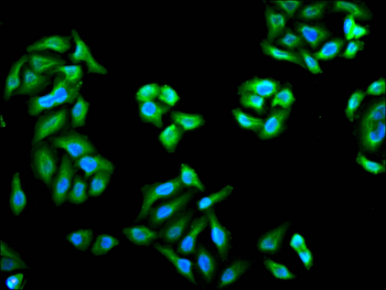 SNCB/SNCA Antibody