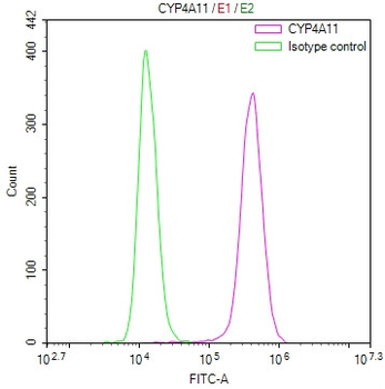 CYP4A11 Antibody