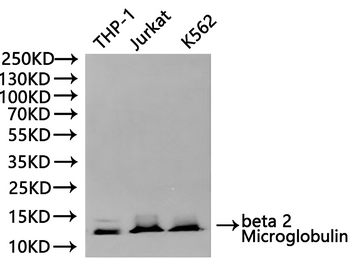 B2M Antibody
