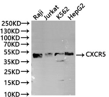 RACK1 Antibody