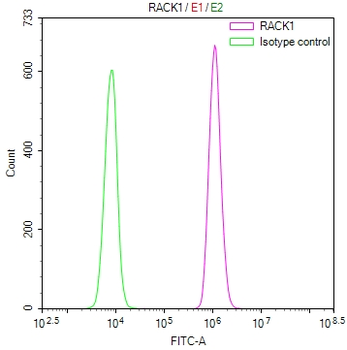 RACK1 Antibody