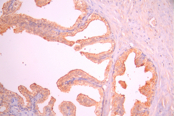 MSMB Antibody