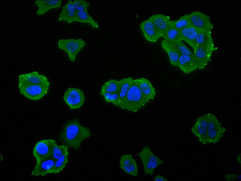 MSMB Antibody
