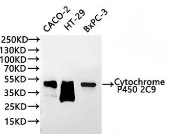 CYP2C9 Antibody