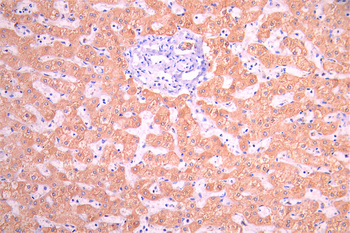 CYP2C9 Antibody