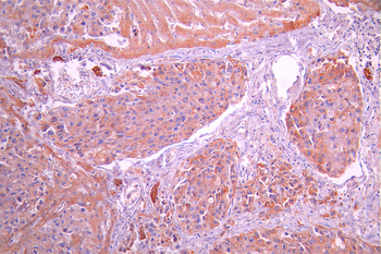 CYP2C9 Antibody