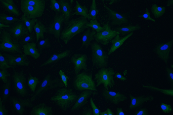 CYP2C9 Antibody