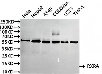 RXRA Antibody