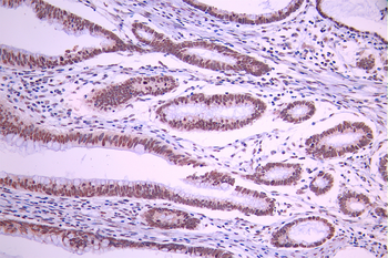 RXRA Antibody
