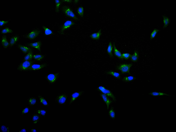 RXRA Antibody