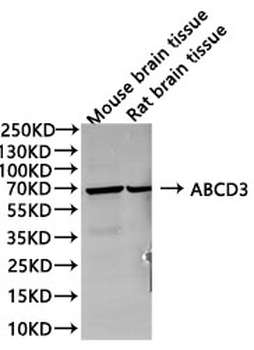 ABCD3 Antibody