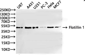 FLOT1 Antibody