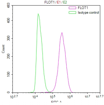 FLOT1 Antibody