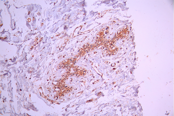 TRAF4 Antibody