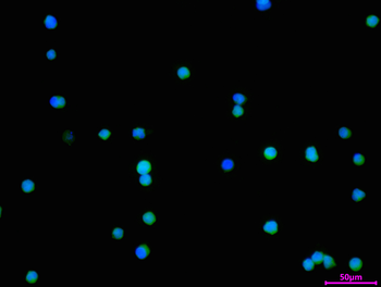 TRAF4 Antibody