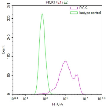 PICK1 Antibody