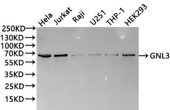 GNL3 Antibody