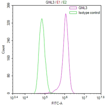 GNL3 Antibody
