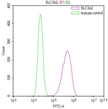 SLC3A2 Antibody