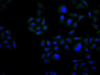 PLXNA1 Antibody