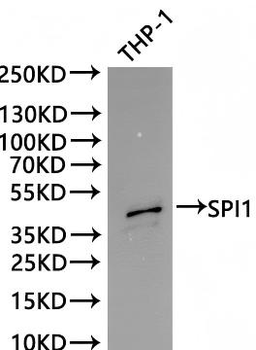 SPI1 Antibody