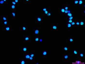 SPI1 Antibody