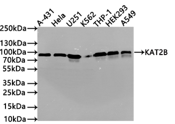 KAT2B Antibody
