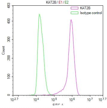 KAT2B Antibody