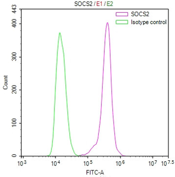 SOCS2 Antibody