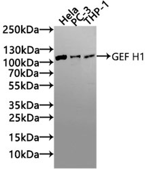 ARHGEF2 Antibody