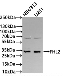 FHL2 Antibody