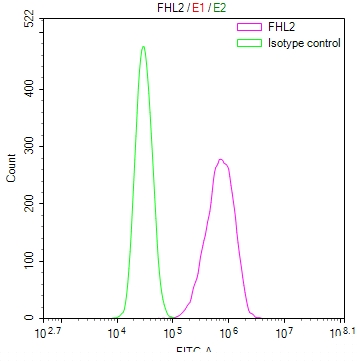 FHL2 Antibody