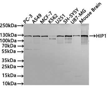 HIP1 Antibody