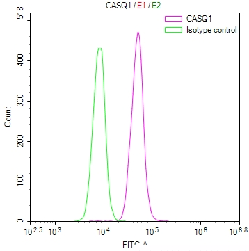 CASQ1 Antibody