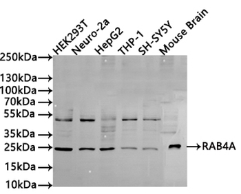 RAB4A Antibody