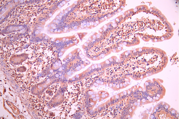 RAB4A Antibody