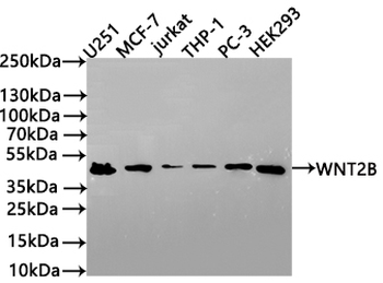 WNT2B Antibody