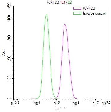 WNT2B Antibody