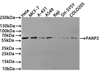 PARP2 Antibody