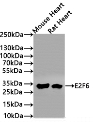 E2F6 Antibody