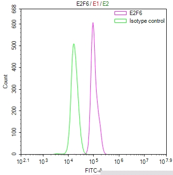 E2F6 Antibody