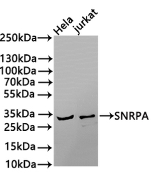 SNRPA Antibody