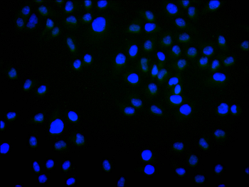 SNRPA Antibody