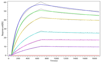 CHI3L1 Antibody