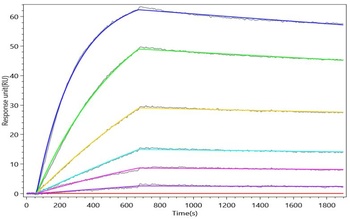 SIGLEC9 Antibody