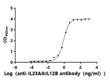 IL12B Antibody