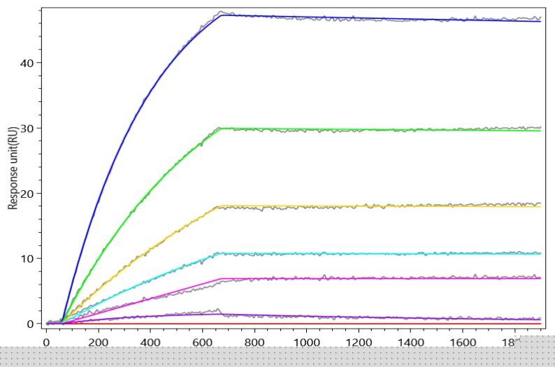 IL12B Antibody