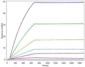 IL12B Antibody